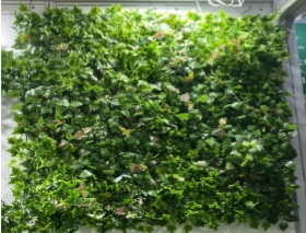Green Wall - HHW100-69