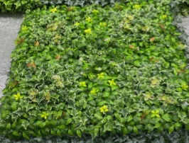 Green Wall - HHW100-71
